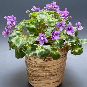 Baby BISCAYNE TRAIL African Violet trailer